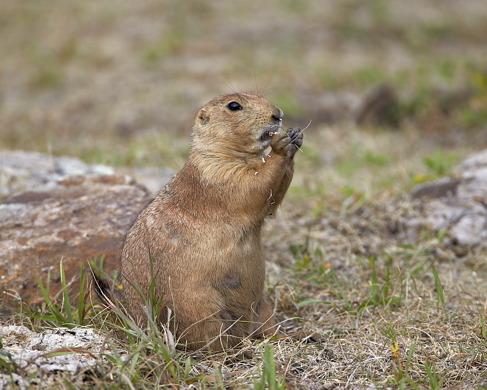 Black-tailed prairie dog (blacktail prairie dog) (Cynomys ludovicianus) eating, Custer State Park, South Dakota, United States of America, North America