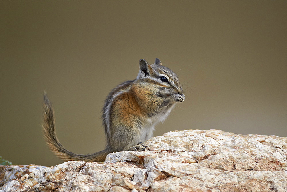 Least chipmunk (Neotamias minimus) eating, Custer State Park, South Dakota, United States of America, North America