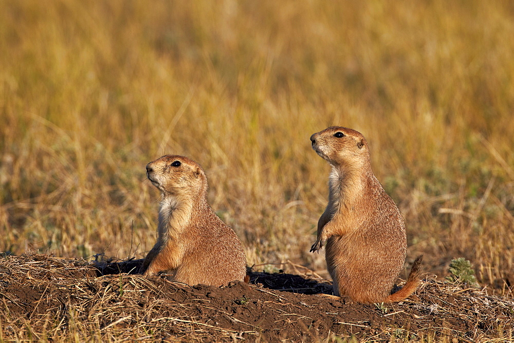 Two black-tailed prairie dog (blacktail prairie dog) (Cynomys ludovicianus), Custer State Park, South Dakota, United States of America, North America