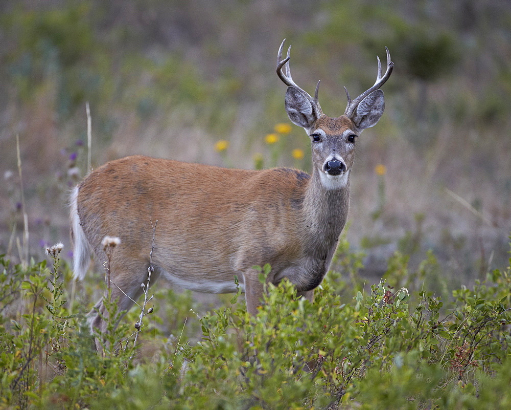 White-tailed deer (whitetail deer) (Virginia deer) (Odocoileus virginianus) buck, Custer State Park, South Dakota, United States of America, North America