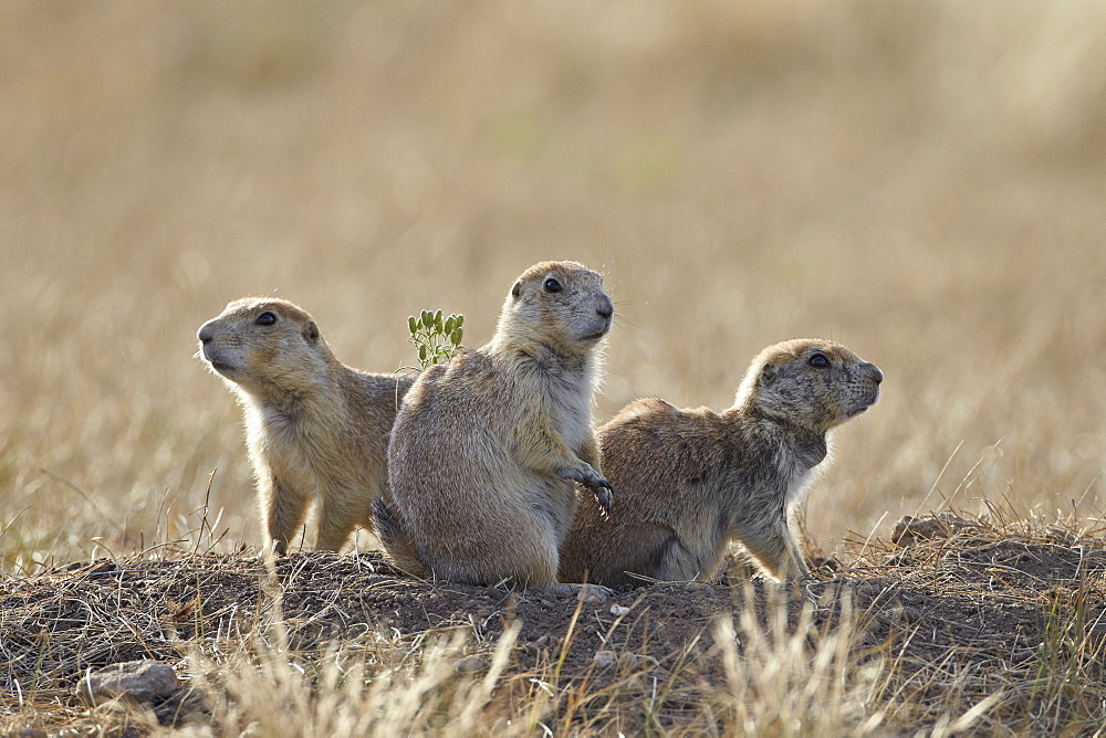 Three black-tailed prairie dog (blacktail prairie dog) (Cynomys ludovicianus), Custer State Park, South Dakota, United States of America, North America