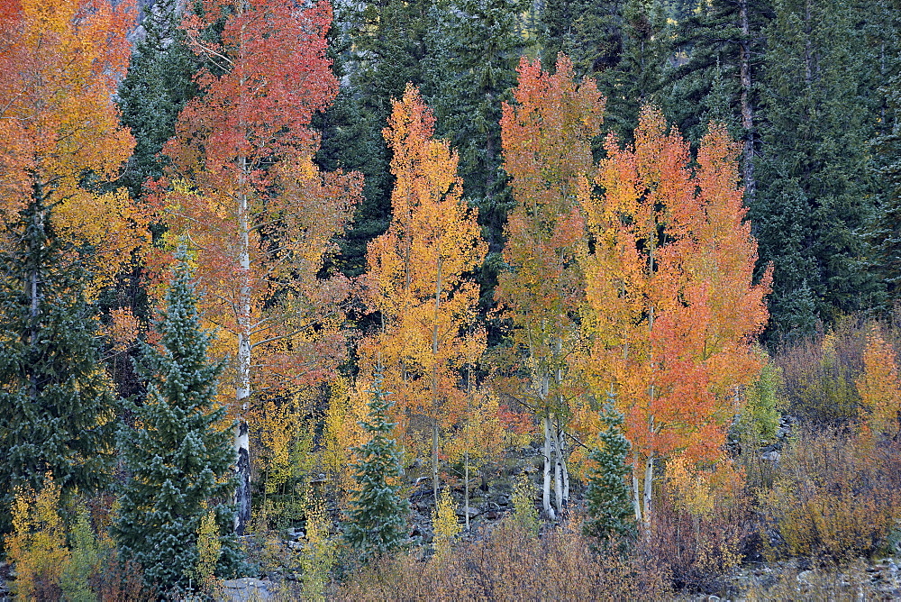 Orange aspens in the fall, San Juan National Forest, Colorado, United States of America, North America