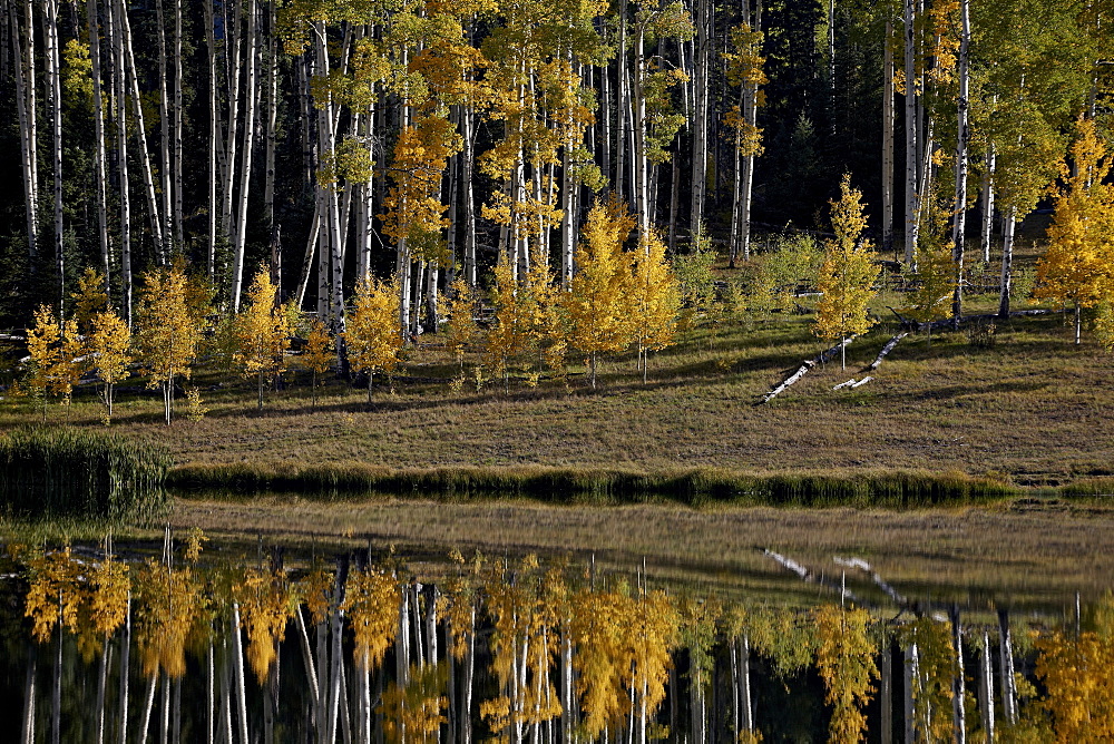 Yellow aspens among evergreens in the fall reflected in a lake, Uncompahgre National Forest, Colorado, United States of America, North America