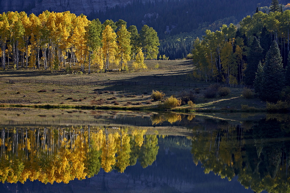 Yellow aspens among evergreens in the fall reflected in a lake, Uncompahgre National Forest, Colorado, United States of America, North America