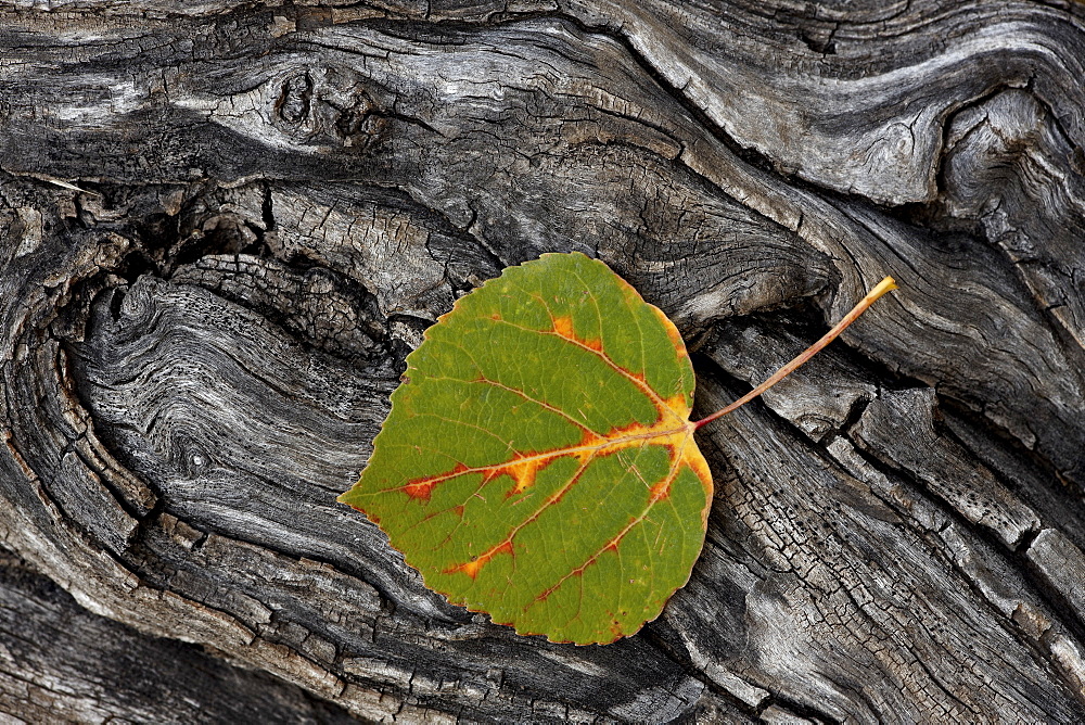 Aspen leaf turning red, orange, and yellow, Uncompahgre National Forest, Colorado, United States of America, North America