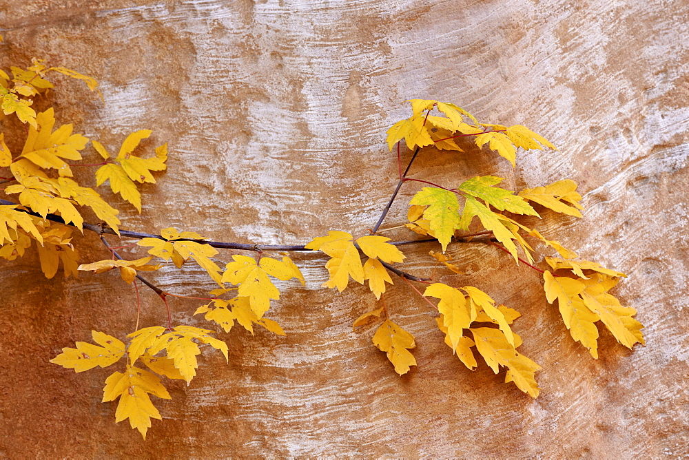 Box elder (boxelder maple) (maple ash) (Acer negundo) branch with yellow leaves in the fall, Capitol Reef National Park, Utah, United States of America, North America