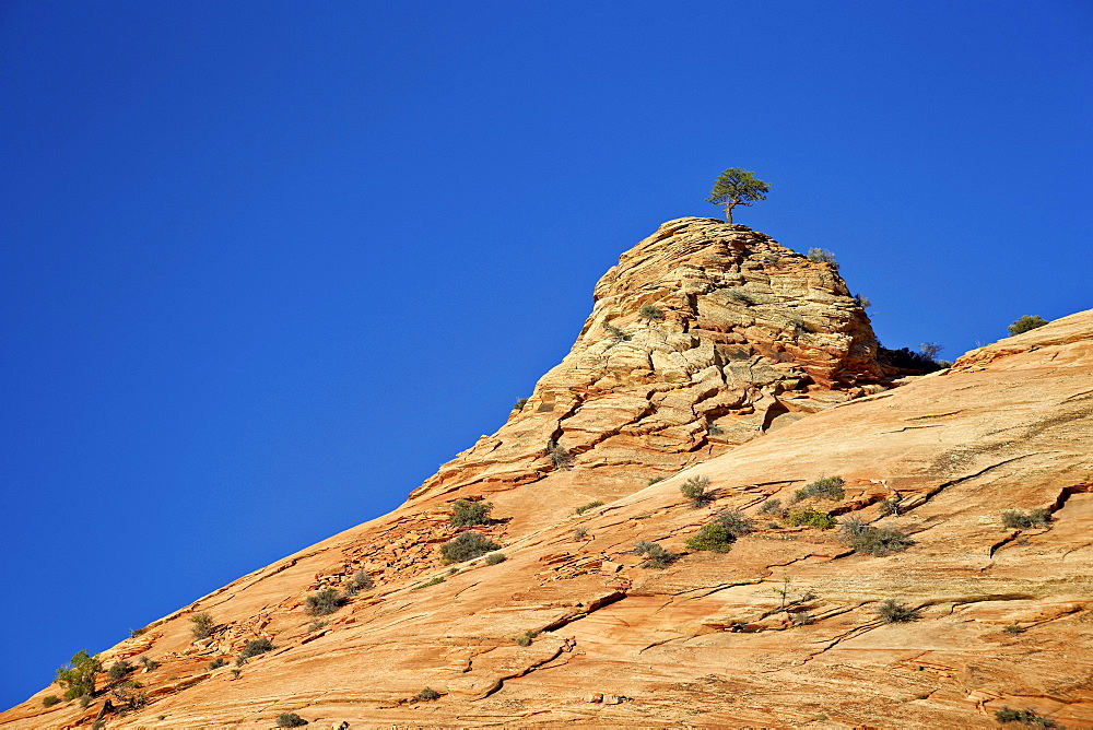 Tree atop a sandstone hill, Zion National Park, Utah, United States of America, North America 