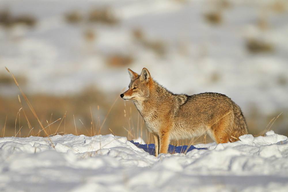 Coyote (Canis latrans) in the snow, Yellowstone National Park, Wyoming, United States of America, North America 