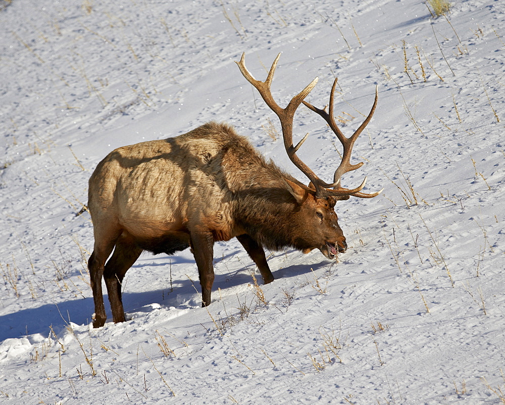 Bull elk (Cervus canadensis) feeding in the winter, Yellowstone National Park, Wyoming, United States of America, North America 