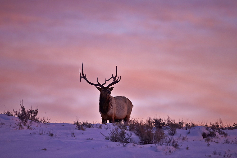 Bull elk (Cervus canadensis) at sunset in the winter, Yellowstone National Park, Wyoming, United States of America, North America 