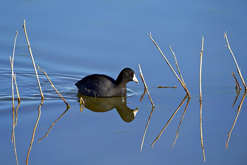 American coot (Fulica americana) swimming, Bosque del Apache National Wildlife Refuge, New Mexico, United States of America, North America 