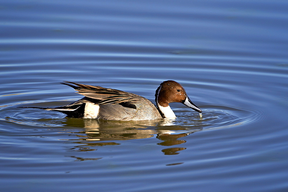 Northern pintail (Anas acuta) drake, Bosque del Apache National Wildlife Refuge, New Mexico, United States of America, North America 