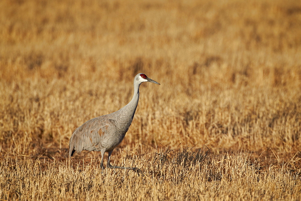 Sandhill crane (Grus canadensis), Bosque del Apache National Wildlife Refuge, New Mexico, United States of America, North America 