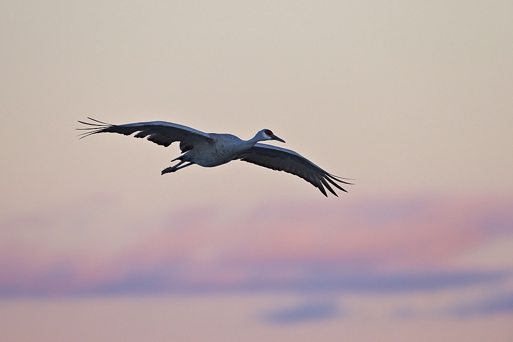 Sandhill crane (Grus canadensis) landing with pink clouds, Bosque del Apache National Wildlife Refuge, New Mexico, United States of America, North America 