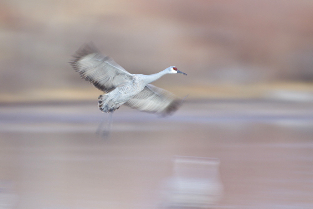 Sandhill crane (Grus canadensis) landing, Bosque del Apache National Wildlife Refuge, New Mexico, United States of America, North America 