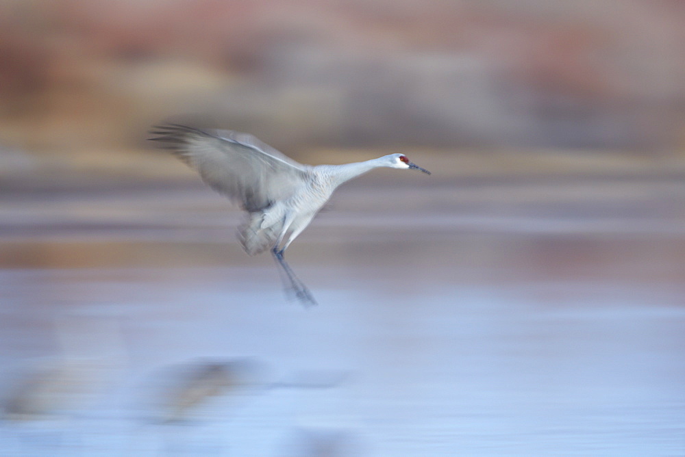 Sandhill crane (Grus canadensis) landing, Bosque del Apache National Wildlife Refuge, New Mexico, United States of America, North America 