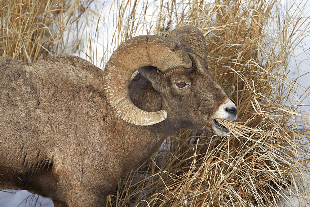 Bighorn sheep (Ovis canadensis) ram eating in the winter, Yellowstone National Park, Wyoming, United States of America, North America 