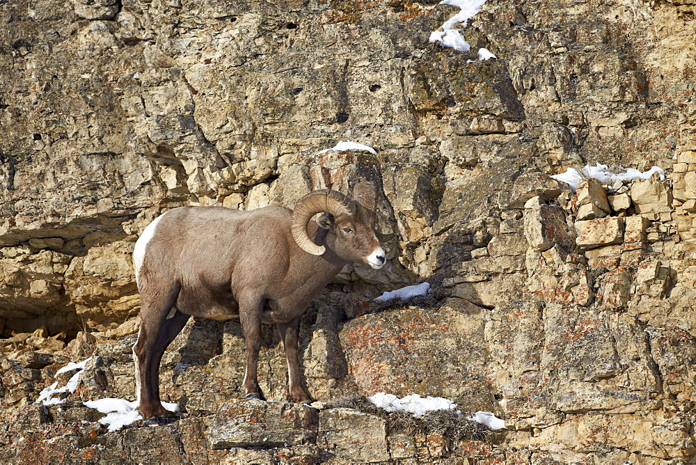 Bighorn sheep (Ovis canadensis) in the winter, Yellowstone National Park, Wyoming, United States of America, North America 