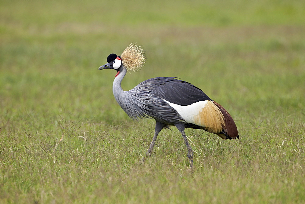 Grey crowned crane (Southern crowned crane) (Balearica regulorum), Ngorongoro Crater, Tanzania, East Africa, Africa 