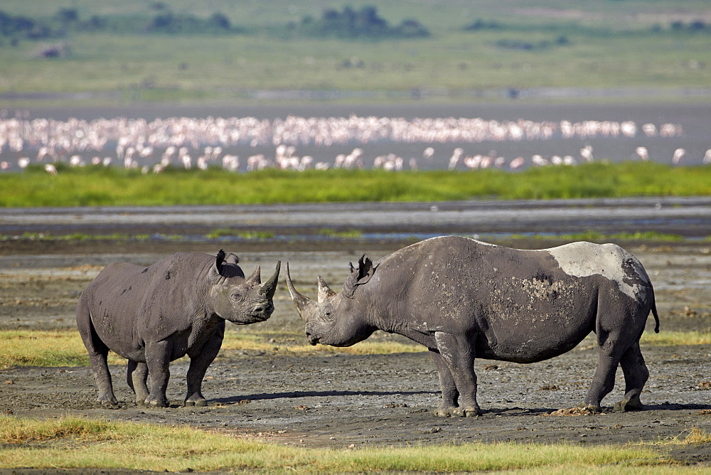 Two black rhinoceros (hook-lipped rhinoceros) (Diceros bicornis), Ngorongoro Crater, UNESCO World Heritage Site, Tanzania, East Africa, Africa 