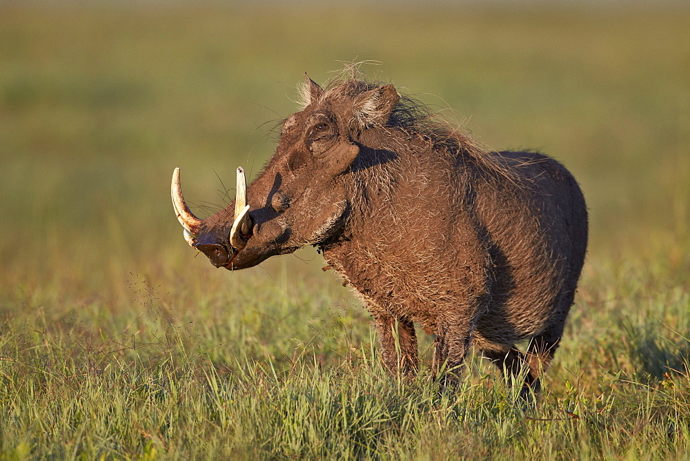 Male warthog (Phacochoerus aethiopicus), Ngorongoro Crater, Tanzania, East Africa, Africa 