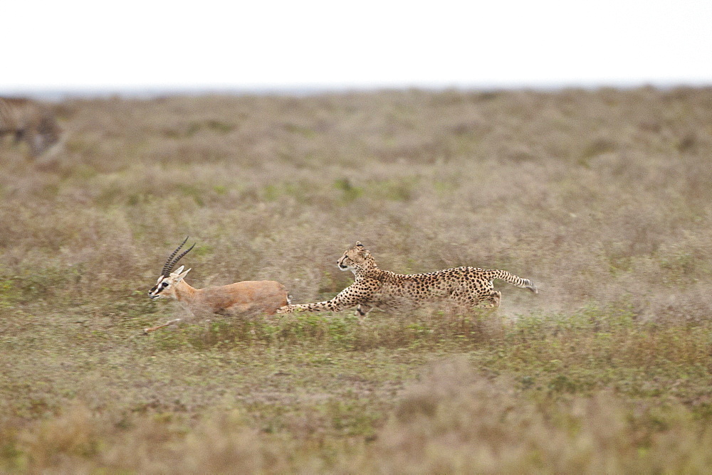 Cheetah (Acinonyx jubatus) chasing a Thomson's gazelle (Gazella thomsonii), Serengeti National Park, Tanzania, East Africa, Africa 