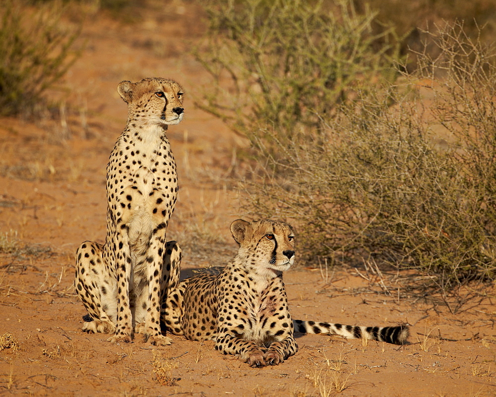 Cheetah (Acinonyx jubatus) siblings, Kgalagadi Transfrontier Park, encompassing the former Kalahari Gemsbok National Park, South Africa, Africa 