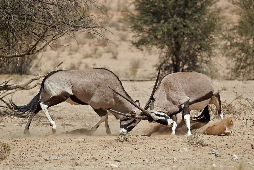 Two gemsbok (South African oryx) (Oryx gazella) fighting, Kgalagadi Transfrontier Park, encompassing the former Kalahari Gemsbok National Park, South Africa, Africa 