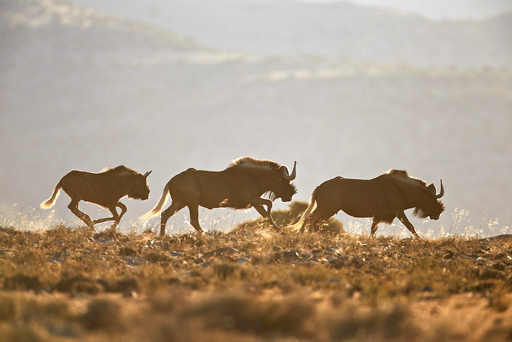 Three black wildebeest (white-tailed gnu) (Connochaetes gnou) running, Mountain Zebra National Park, South Africa, Africa