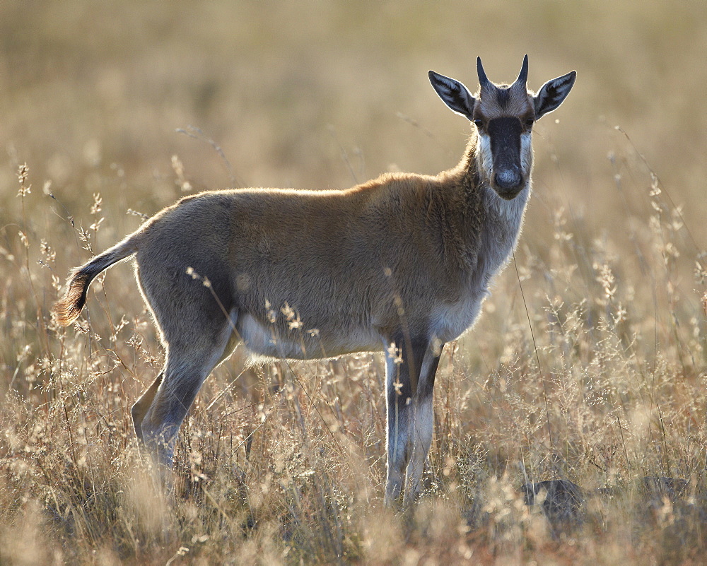 Juvenile blesbok (Damaliscus pygargus phillipsi), Mountain Zebra National Park, South Africa, Africa 