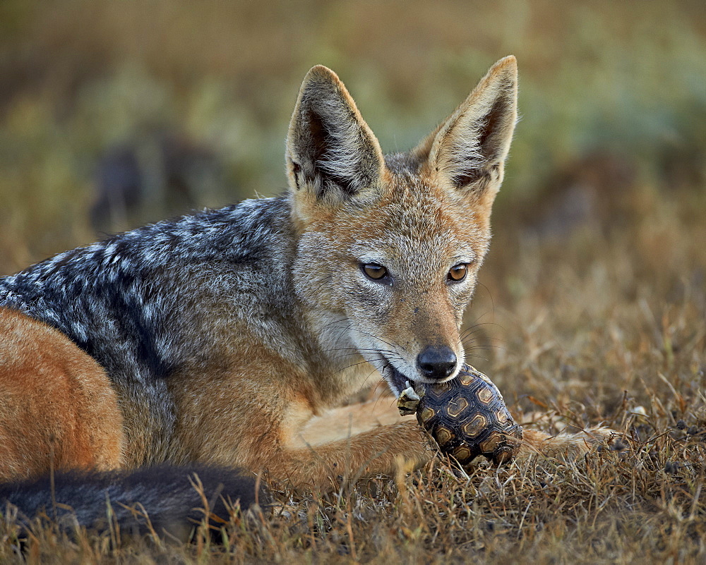 Black-backed jackal (silver-backed jackal) (Canis mesomelas) eating a small Leopard tortoise (Geochelone pardalis), Addo Elephant National Park, South Africa, Africa 