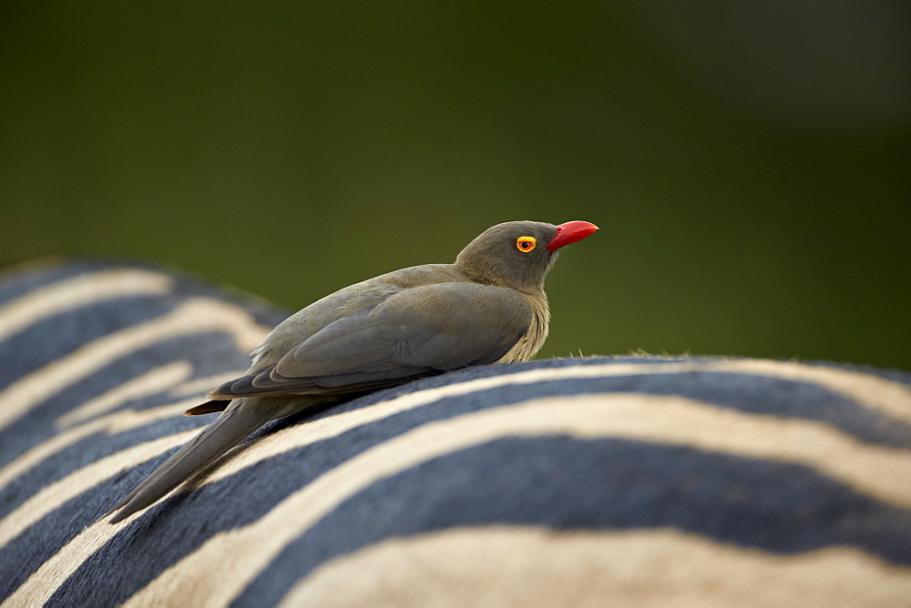 Red-billed oxpecker (Buphagus erythrorhynchus) on a zebra, Imfolozi Game Reserve, South Africa, Africa 