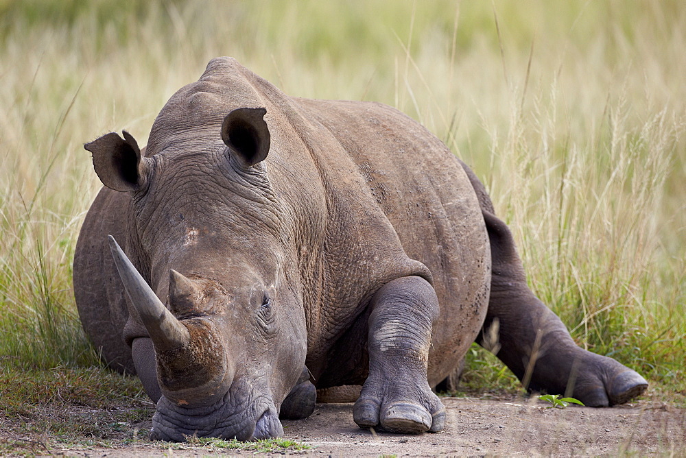 White rhinoceros (Ceratotherium simum) napping, Hluhluwe Game Reserve, South Africa, Africa