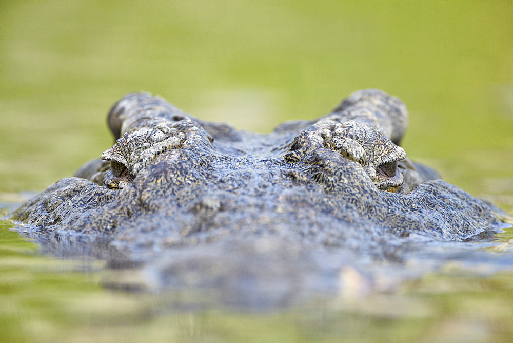 Nile crocodile (Crocodylus niloticus) in the water, Kruger National Park, South Africa, Africa