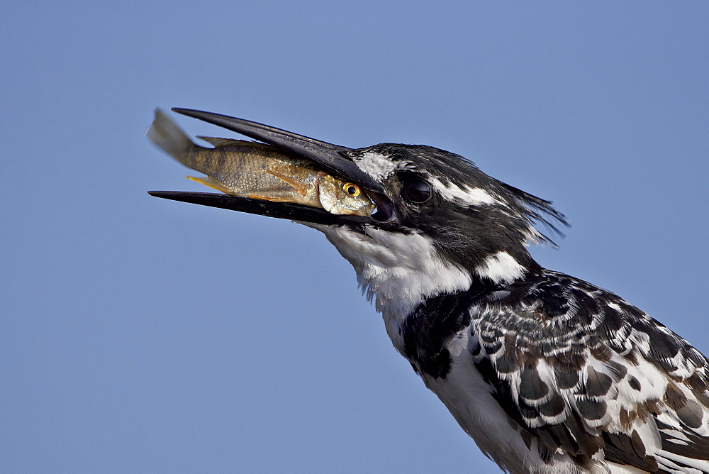 Pied kingfisher (Ceryle rudis) with a fish, Kruger National Park, South Africa, Africa