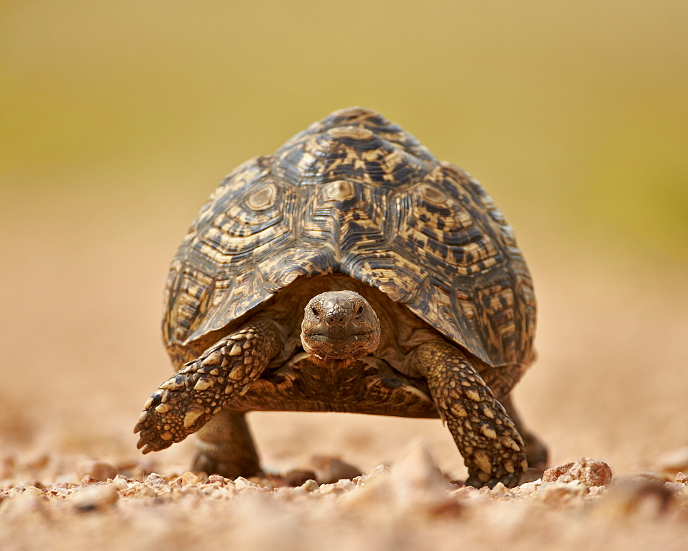 Leopard tortoise (Geochelone pardalis), Kruger National Park, South Africa, Africa 