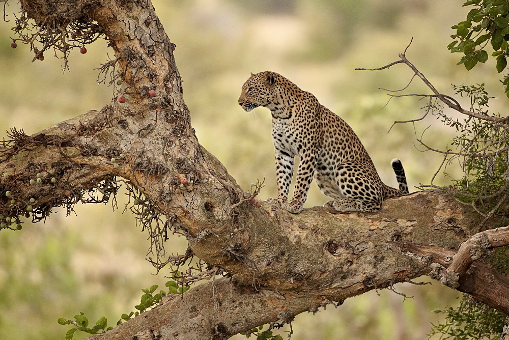 Leopard (Panthera pardus) in a fig tree, Kruger National Park, South Africa, Africa 