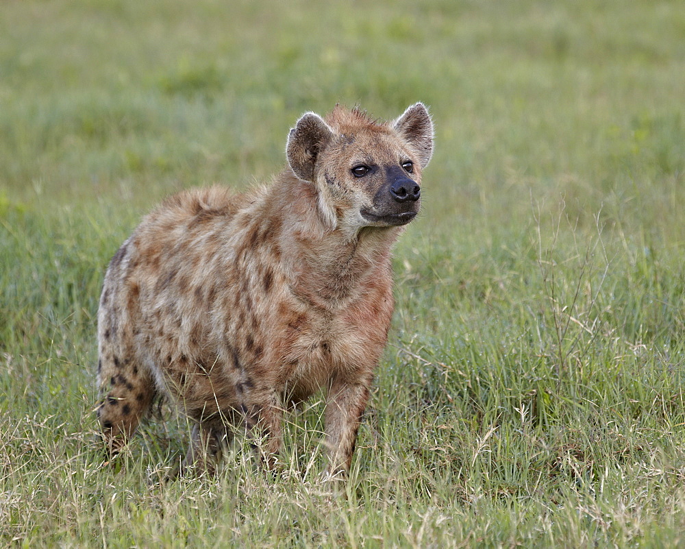 Spotted hyena (spotted hyaena) (Crocuta crocuta), Ngorongoro Crater, Tanzania, East Africa, Africa 