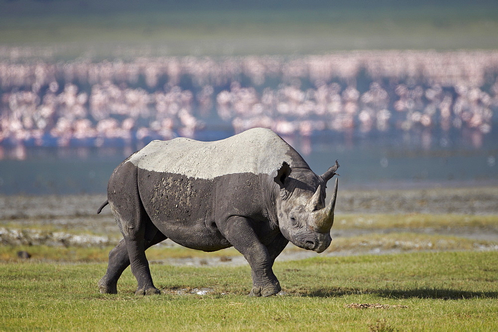 Black rhinoceros (hook-lipped rhinoceros) (Diceros bicornis), Ngorongoro Crater, Tanzania, East Africa, Africa 