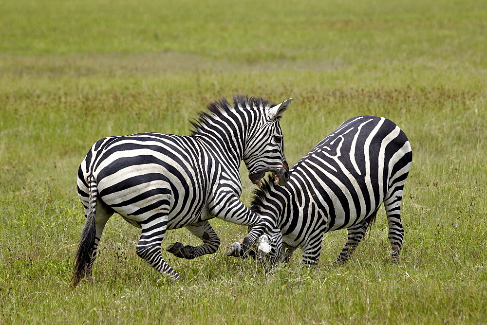 Two Common zebra (plains zebra) (Burchell's zebra) (Equus burchelli) fighting, Ngorongoro Crater, Tanzania, East Africa, Africa 