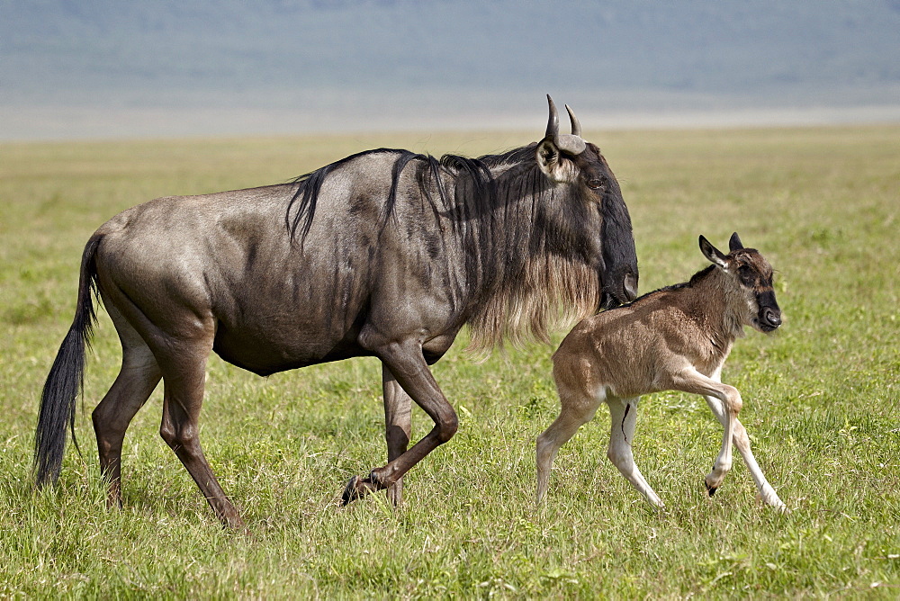 Blue wildebeest (brindled gnu) (Connochaetes taurinus) cow and days-old calf running, Ngorongoro Crater, Tanzania, East Africa, Africa 