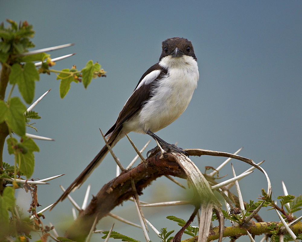 Fiscal shrike (common fisca) (Lanius collaris), Ngorongoro Crater, Tanzania, East Africa, Africa 