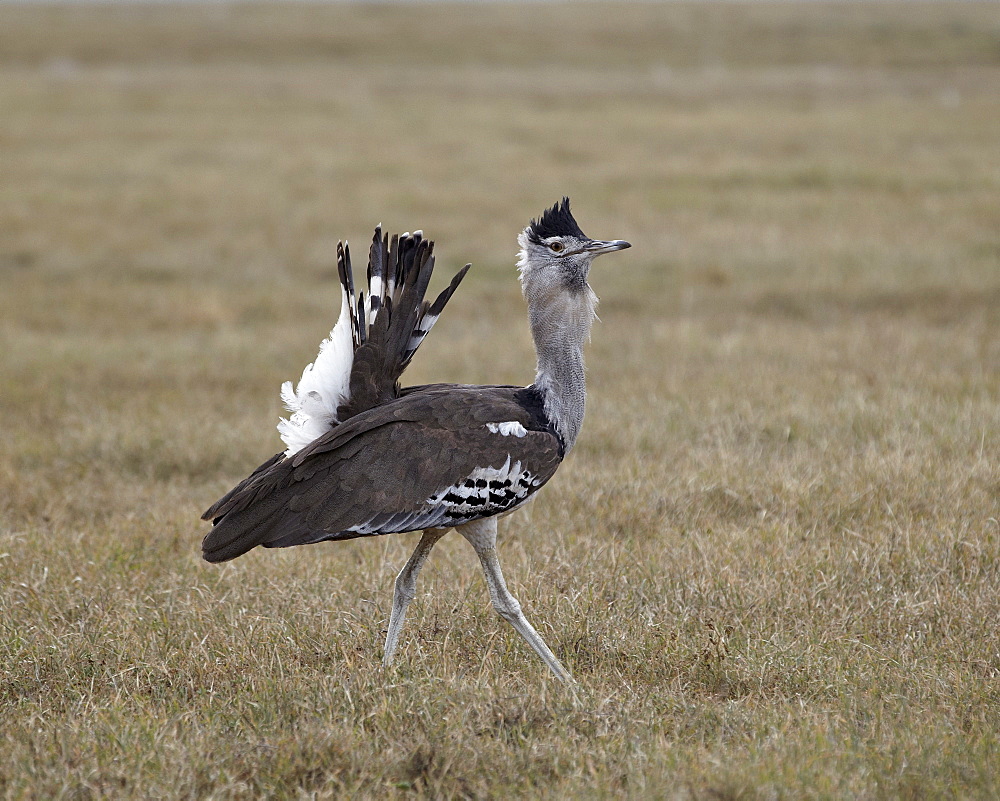 Male Kori bustard (Ardeotis kori) displaying, Ngorongoro Crater, Tanzania, East Africa, Africa 