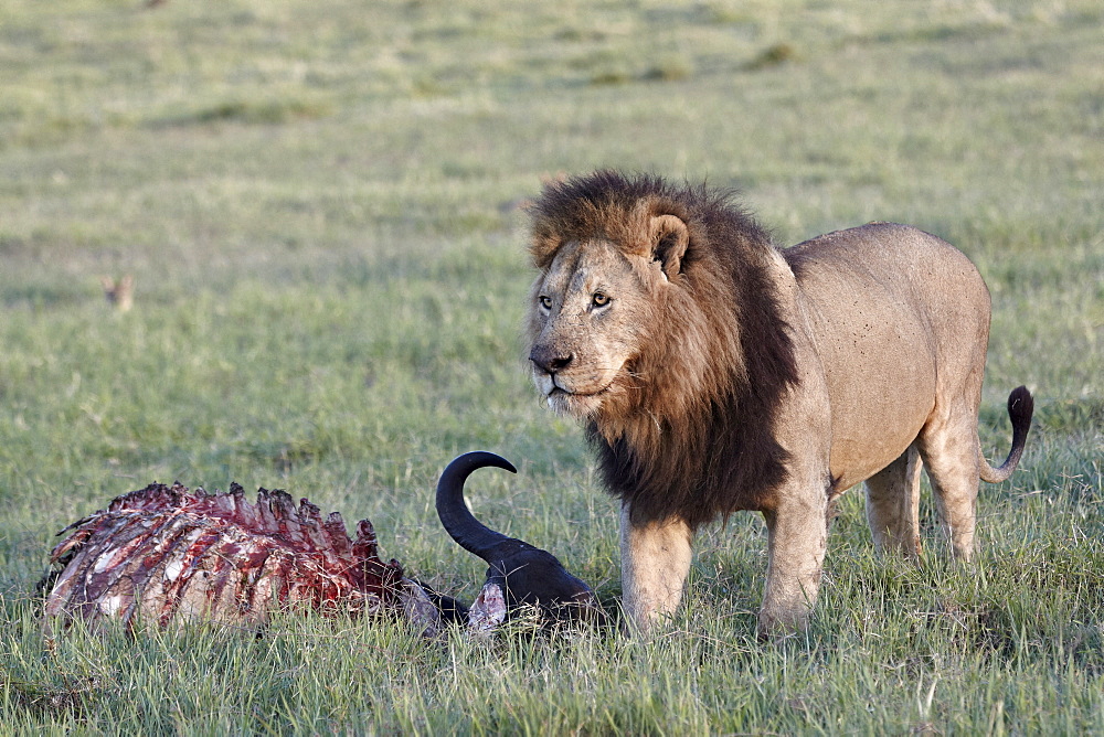 Lion (Panthera leo) at a Cape buffalo kill, Ngorongoro Crater, Tanzania, East Africa, Africa 