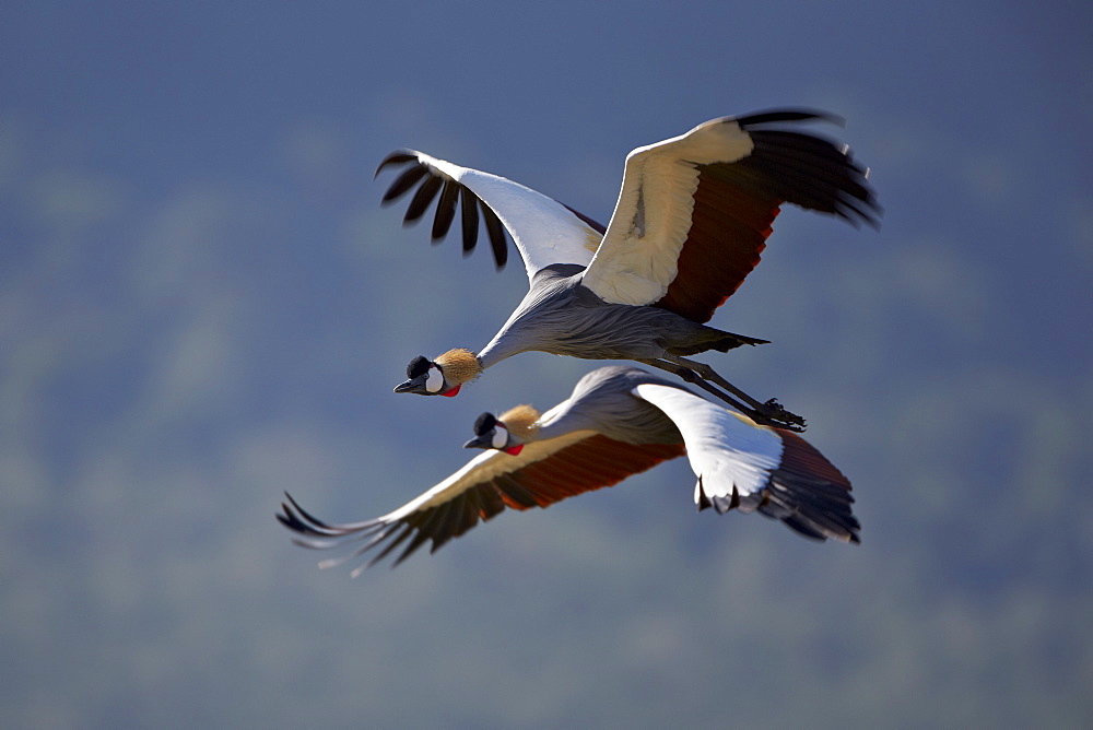 Grey crowned crane (Southern crowned crane) (Balearica regulorum) pair in flight, Ngorongoro Crater, Tanzania, East Africa, Africa 