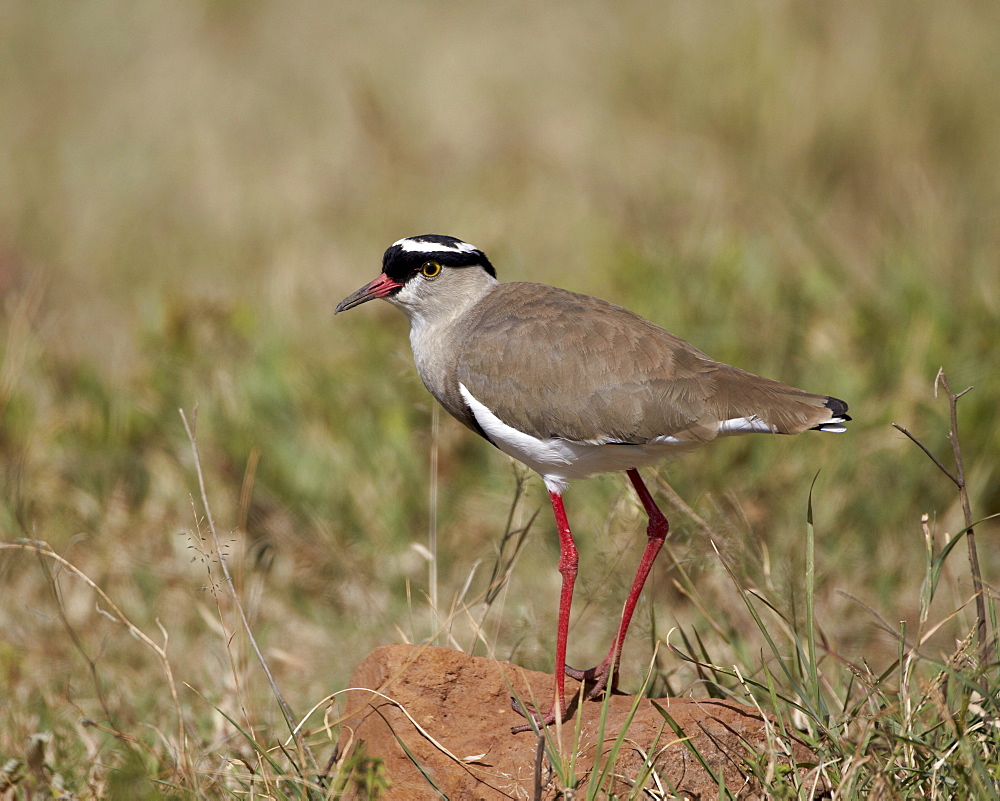 Crowned plover (crowned lapwing) (Vanellus coronatus), Ngorongoro Crater, Tanzania, East Africa, Africa 