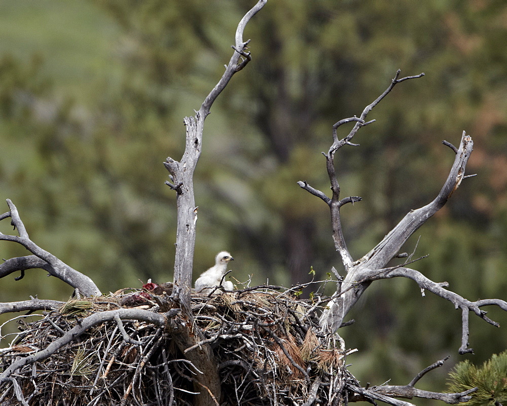 Golden eagle (Aquila chrysaetos) chick between 16 and 18 days old, Stillwater County, Montana, United States of America, North America 