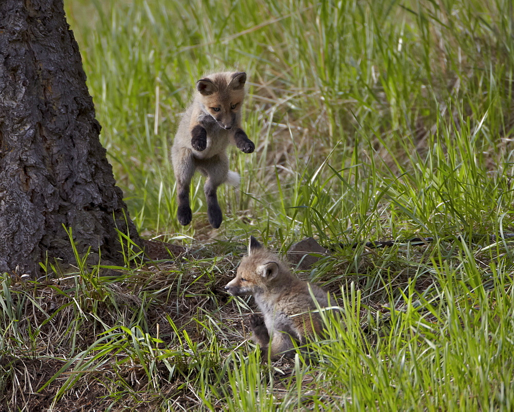 Red fox (Vulpes vulpes) (Vulpes fulva) kit pouncing on its sibling, Yellowstone National Park, Wyoming, United States of America, North America 