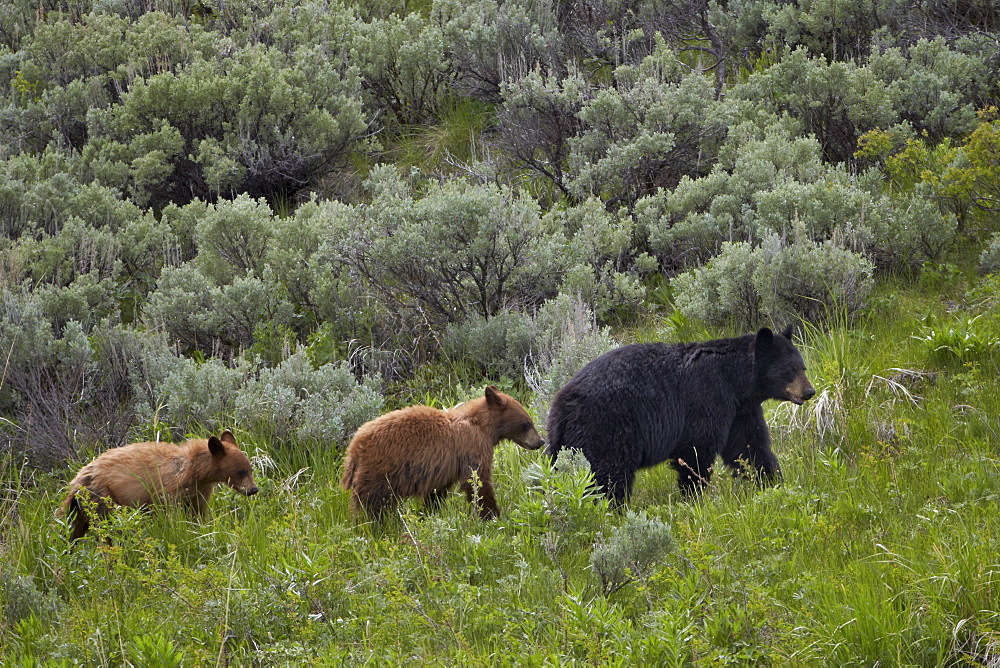 Black bear (Ursus americanus) sow and two cinnamon yearling cubs, Yellowstone National Park, UNESCO World Heritage Site, Wyoming, United States of America, North America 