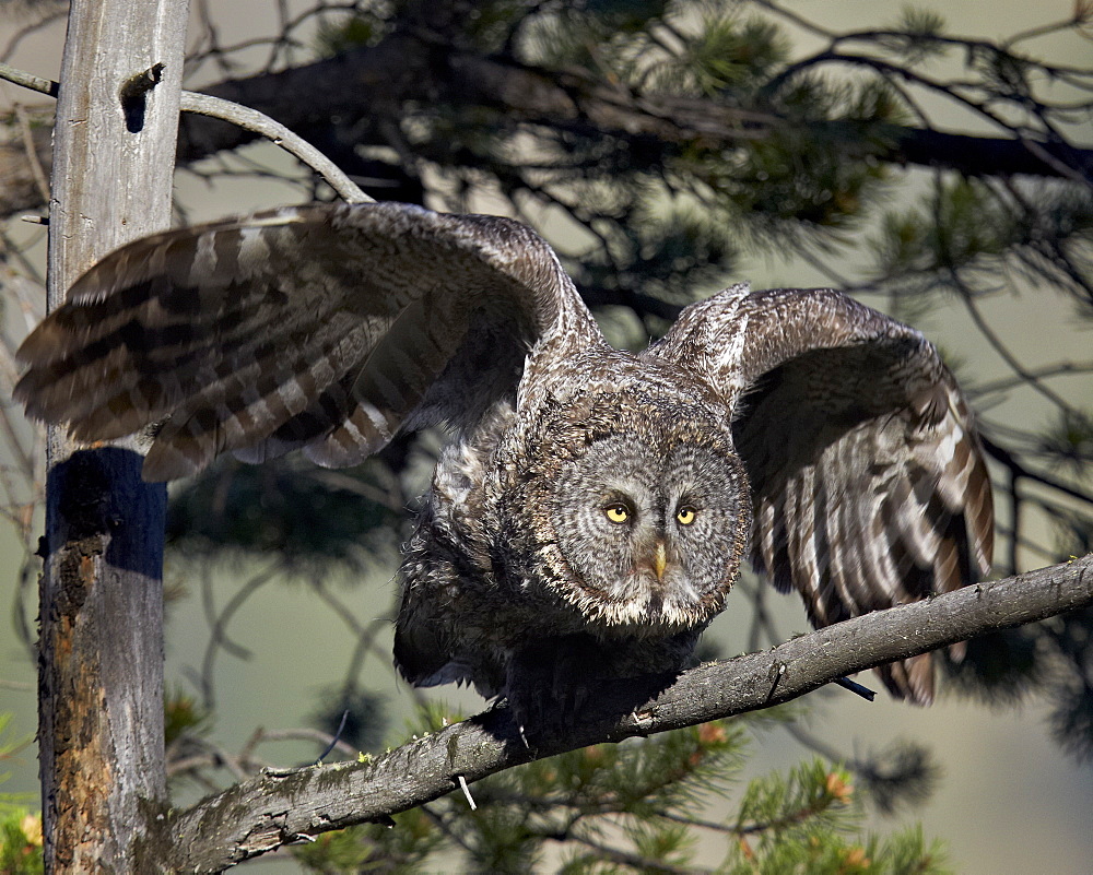 Great gray owl (great grey owl) (Strix nebulosa) adult leaving a perch, Yellowstone National Park, Wyoming, United States of America, North America 